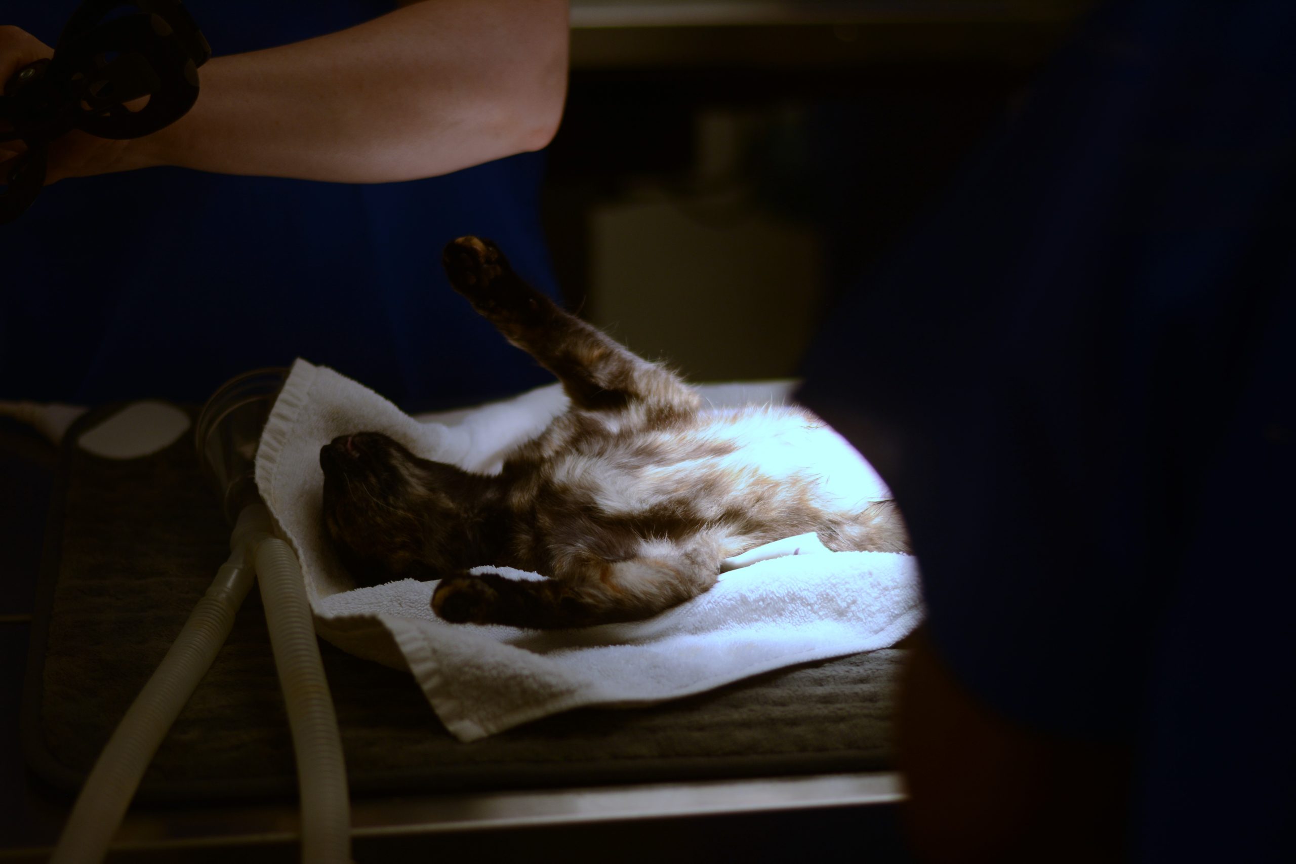 View of Cat Essentials: Food, Treats, Litter, Furniture & More | PetSmart