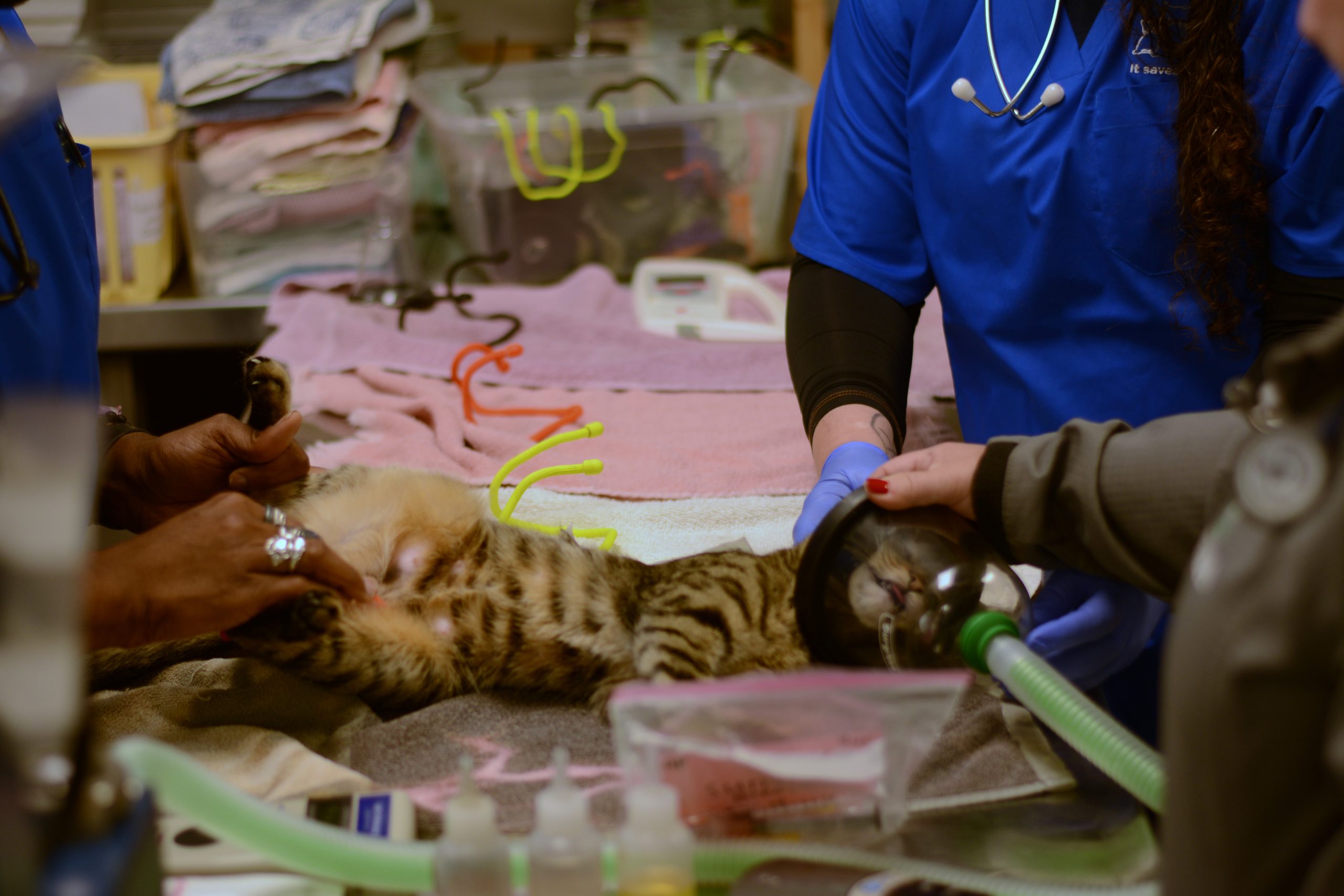 Evaluating Professional Cat Grooming Options: Services, Safety, and ...