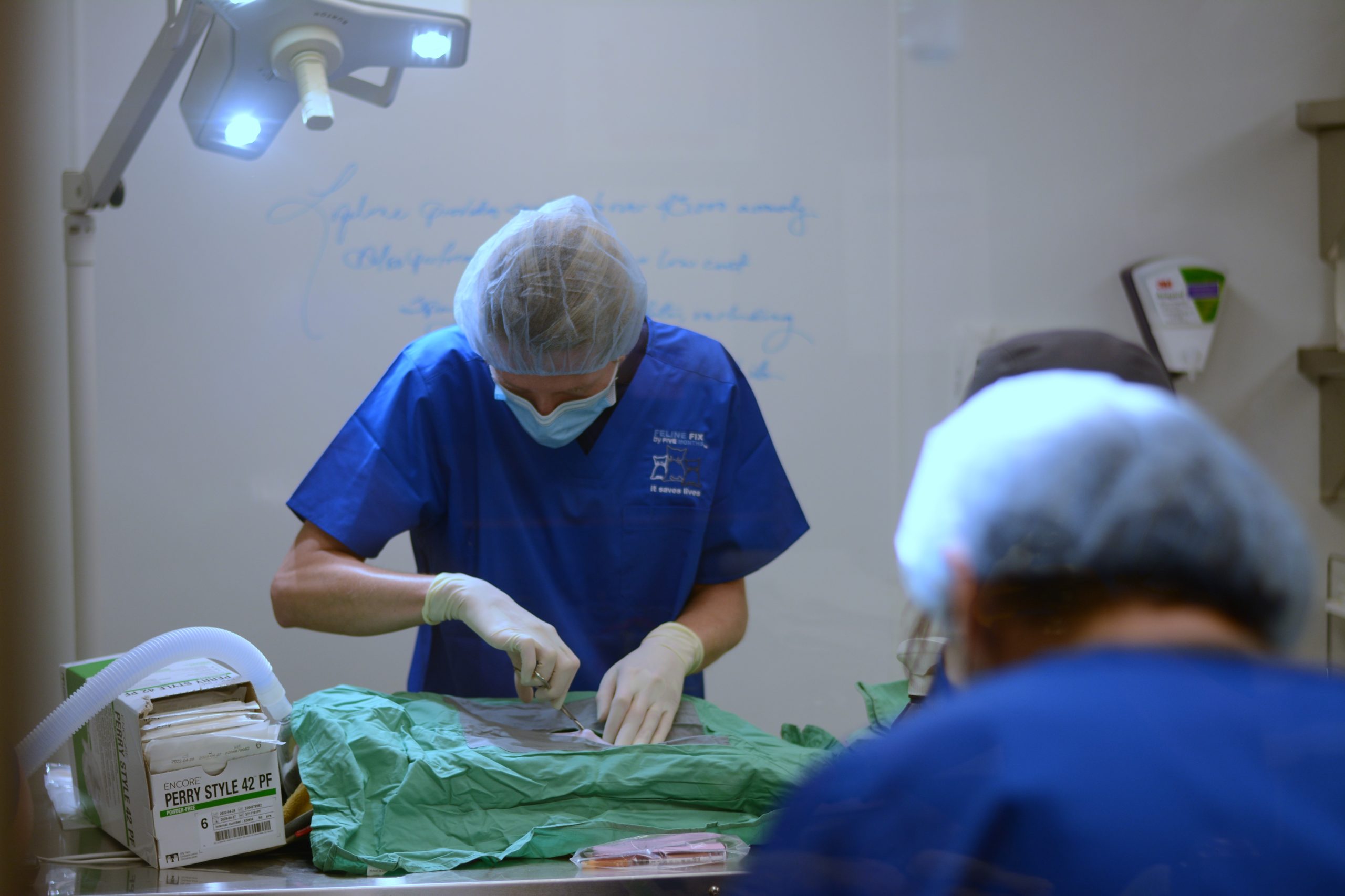 Picture of If your cat is doing the splits to reach a grooming spot like it's ...