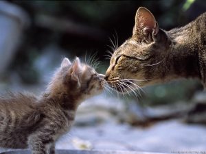 mama cat and kitten kissing