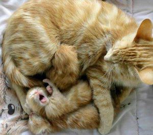 mother-cat-and-kittens